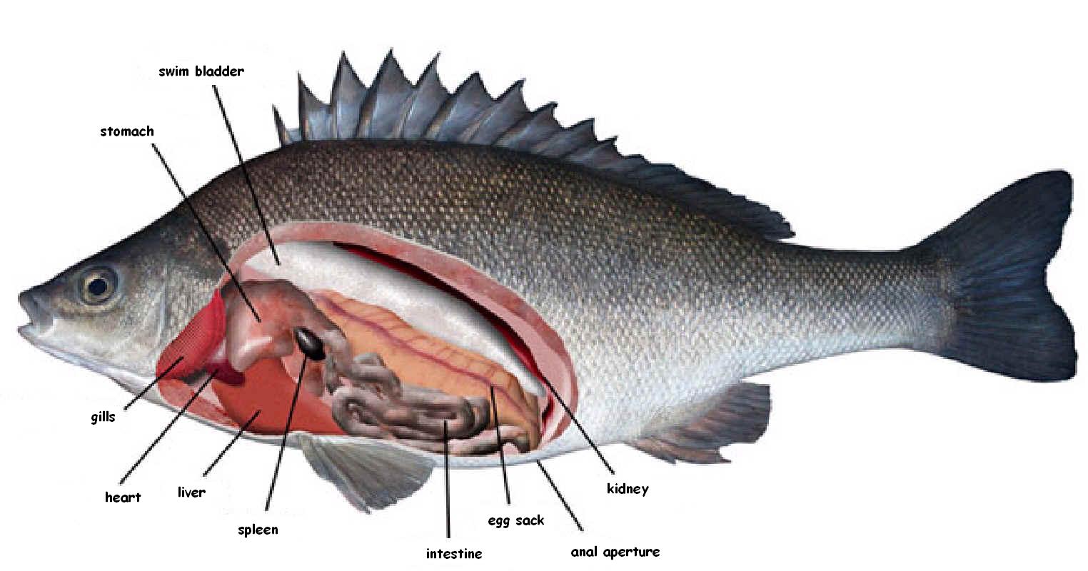 Perch Internal Anatomy